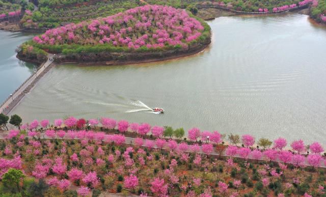 樱花 盛开 游客 踏青 赏花 美景