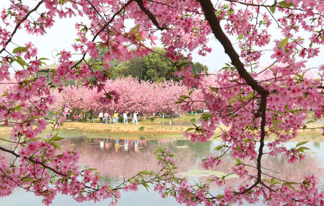 樱花 盛开 游客 踏青 赏花 美景