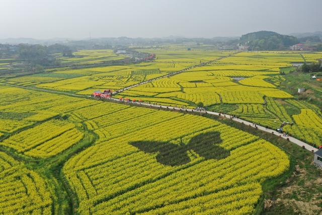 油菜花 美丽乡村 航拍 春暖花开