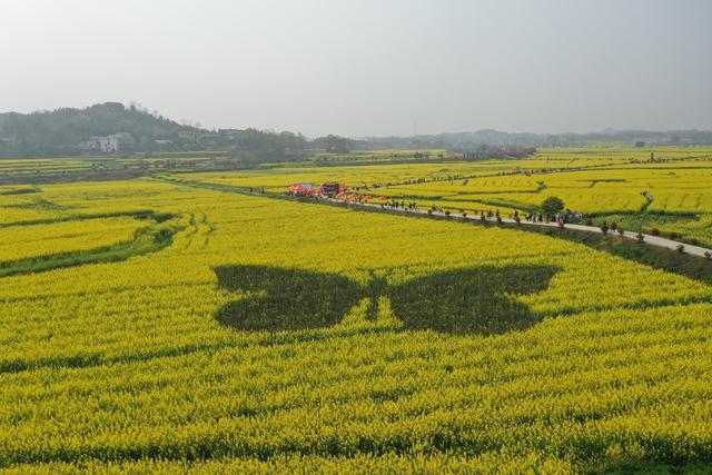 油菜花 美丽乡村 航拍 春暖花开