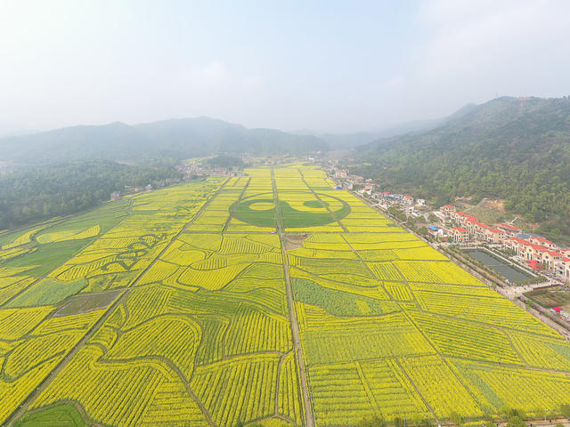 油菜花 油菜花节 衡阳县 华山村 湖南省第三届油菜花节