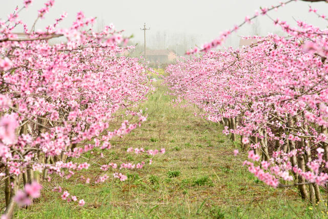  Agricultural planting industry, yellow peach, peach blossom, agricultural tourism, economic enrichment industry