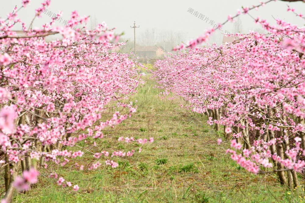 农业  种植业  黄桃  桃花  农旅经济  致富产业