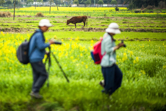 望城区   茶亭镇     油菜花
早春   田野