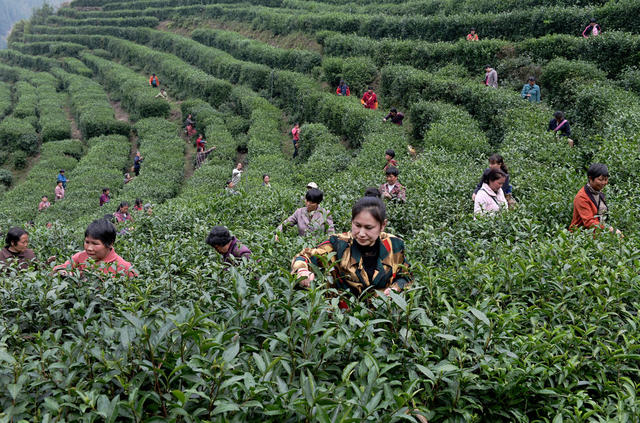 采茶 茶园  农村 乡村振兴  农民创收  茶农  农业  产业 基地 公司