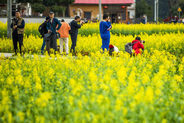 望城区   茶亭镇     油菜花
早春   田野