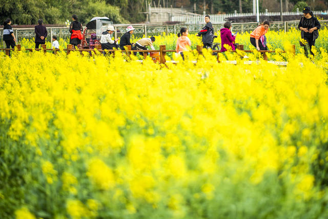 望城区   茶亭镇     油菜花
早春   田野
