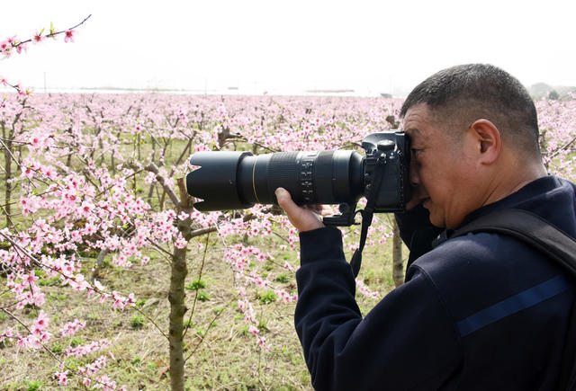 农业  种植业  黄桃  桃花  农旅经济  致富产业