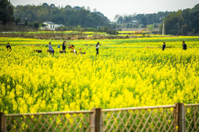 望城区   茶亭镇     油菜花
早春   田野