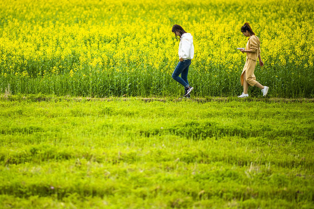 望城区   茶亭镇     油菜花
早春   田野