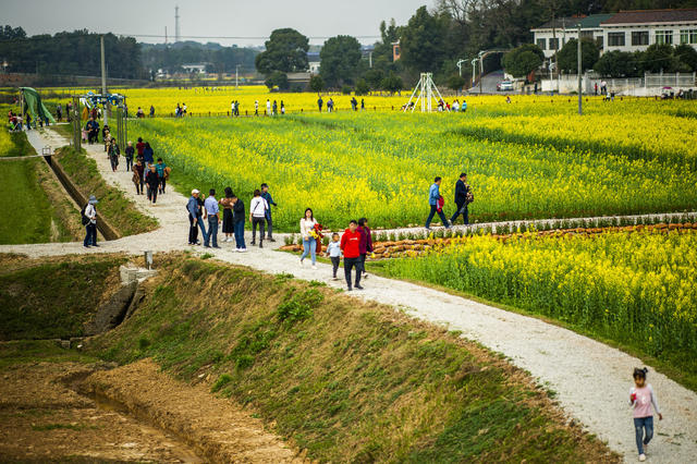 望城区   茶亭镇     油菜花
早春   田野