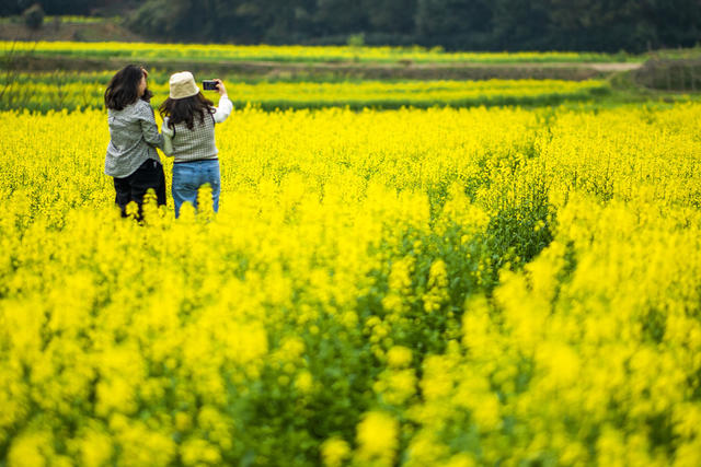 望城区   茶亭镇     油菜花
早春   田野