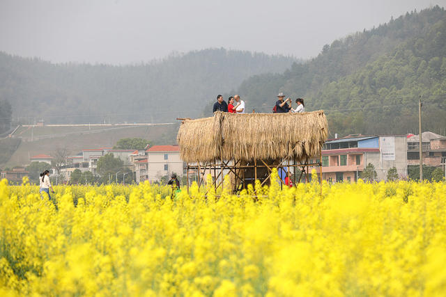 油菜花 油菜花节 衡阳县 华山村 湖南省第三届油菜花节