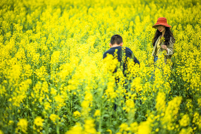 望城区   茶亭镇     油菜花
早春   田野