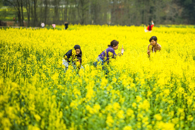 望城区   茶亭镇     油菜花
早春   田野