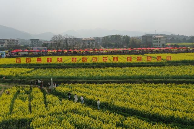 油菜花 美丽乡村 航拍 春暖花开