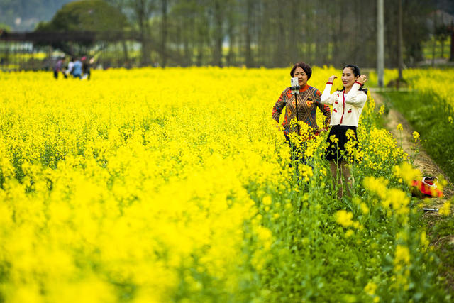 望城区   茶亭镇     油菜花
早春   田野