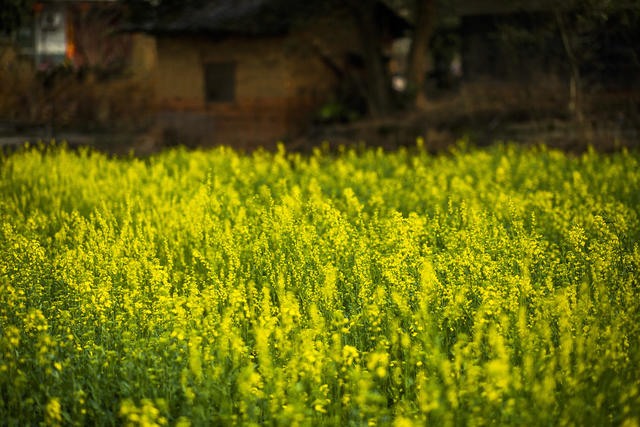 望城区   茶亭镇     油菜花
早春   田野