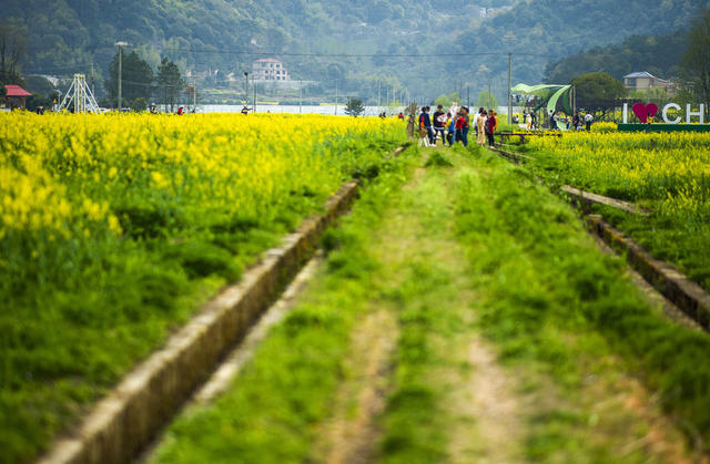 望城区   茶亭镇     油菜花
早春   田野