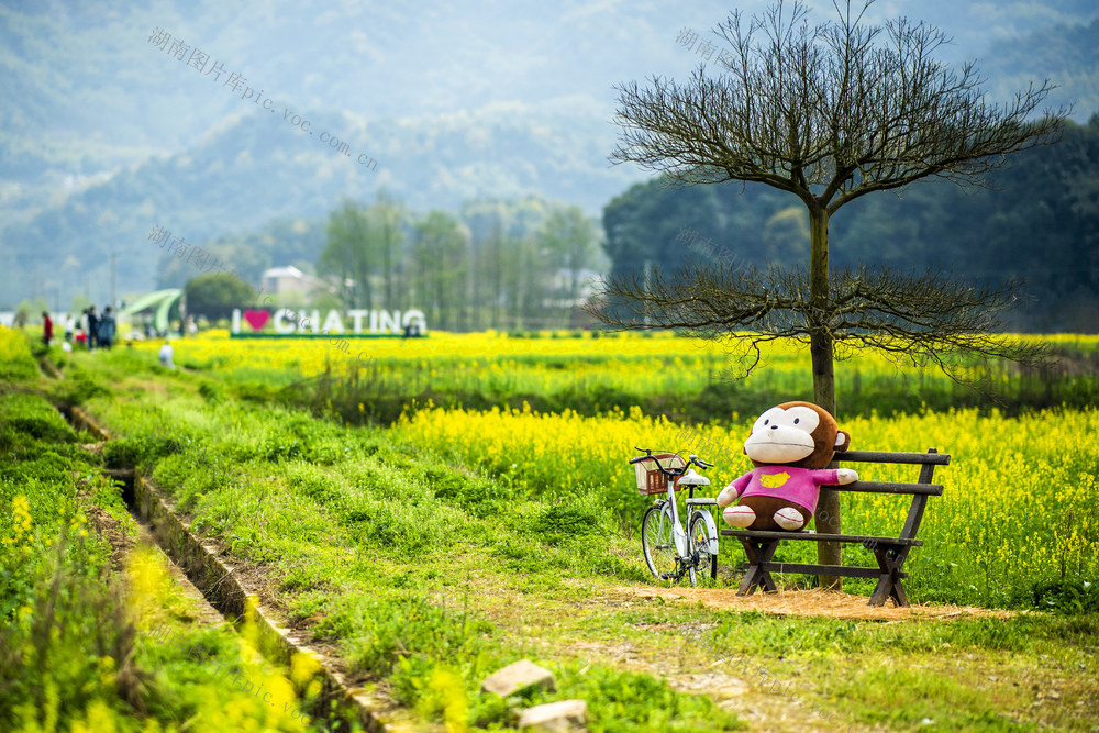 望城区   茶亭镇     油菜花
早春   田野