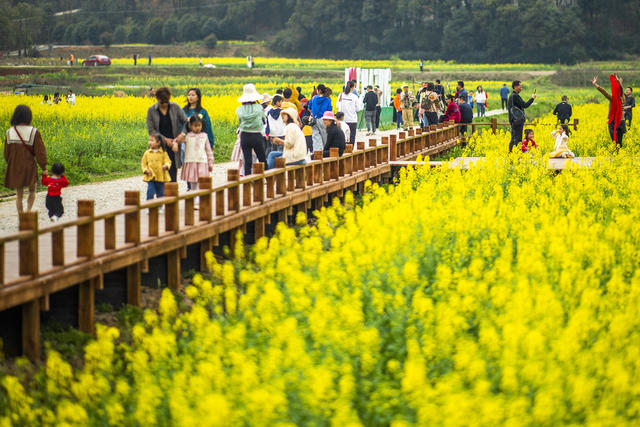 望城区   茶亭镇     油菜花
早春   田野