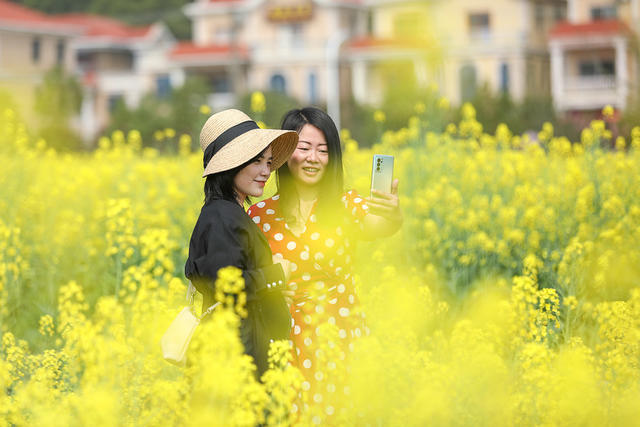 油菜花 油菜花节 衡阳县 华山村 湖南省第三届油菜花节