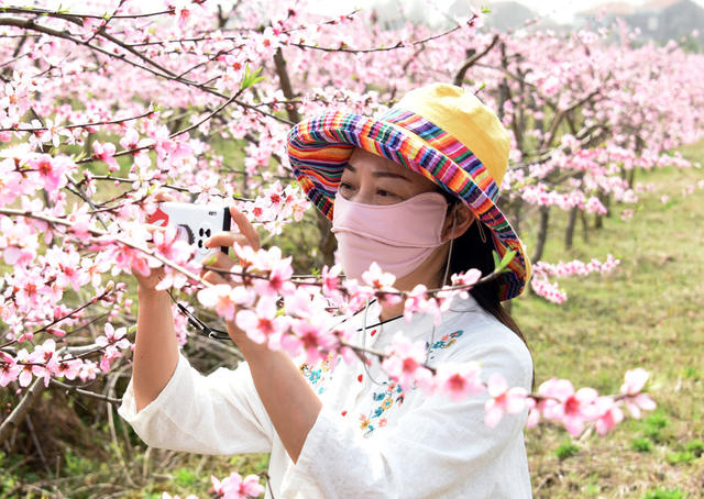 农业  种植业  黄桃  桃花  农旅经济  致富产业