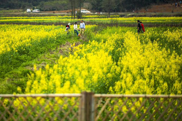望城区   茶亭镇     油菜花
早春   田野