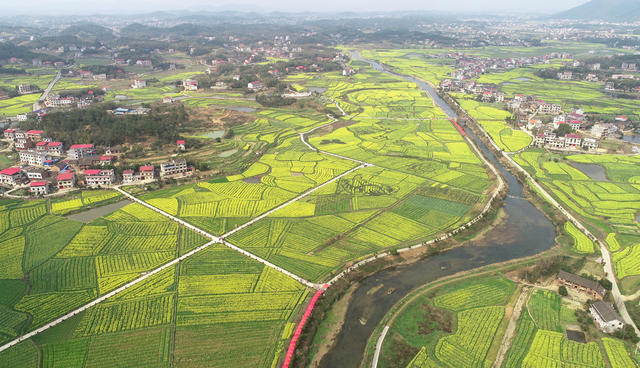 湖南双峰   油菜花  锁石   万亩油菜花基地  春天   乡村振兴  