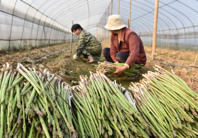 湖南双峰   芦笋   合作社   乡村振兴   产业发展   农民增收   大棚经济  