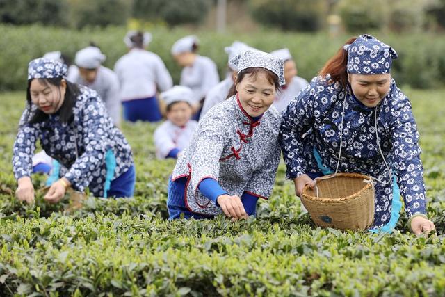 2022年春茶 新茶上市 明前茶 经济 乡村振兴 农村经济 茶农