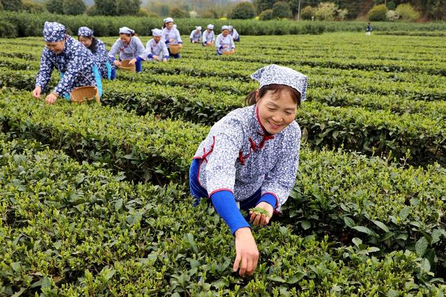 2022年春茶 新茶上市 明前茶 经济 乡村振兴 农村经济 茶农