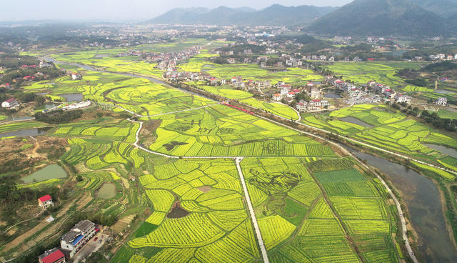 湖南双峰   油菜花  锁石   万亩油菜花基地  春天   乡村振兴  