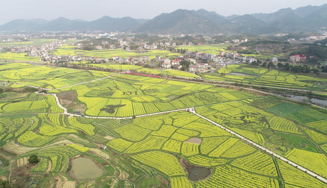 湖南双峰   油菜花  锁石   万亩油菜花基地  春天   乡村振兴  