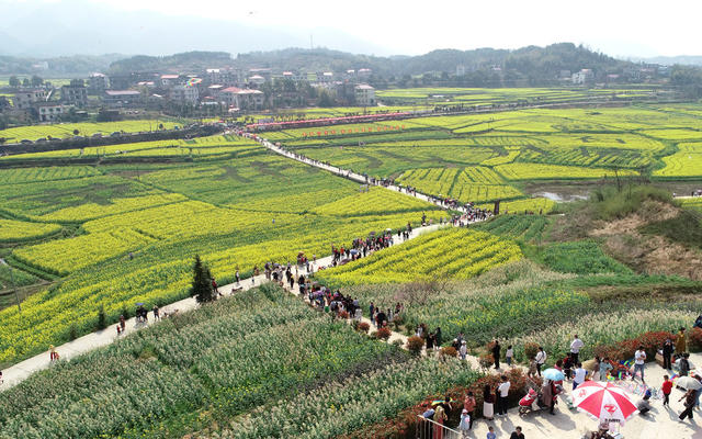 湖南双峰   油菜花  锁石   万亩油菜花基地  春天   乡村振兴  