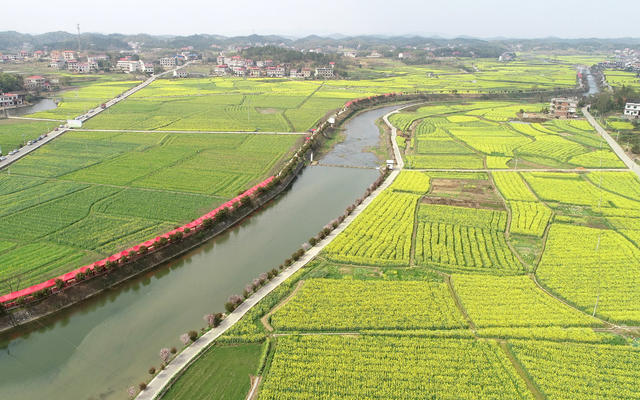 湖南双峰   油菜花  锁石   万亩油菜花基地  春天   乡村振兴  