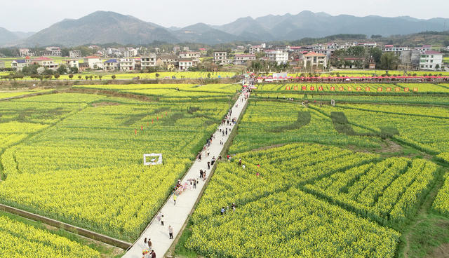湖南双峰   油菜花  锁石   万亩油菜花基地  春天   乡村振兴  
