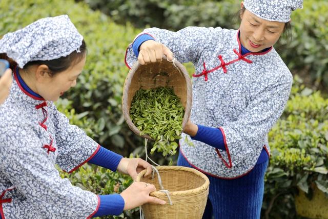 2022年春茶 新茶上市 明前茶 经济 乡村振兴 农村经济 茶农