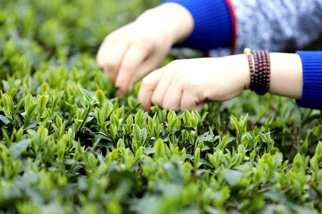 2022年春茶 新茶上市 明前茶 经济 乡村振兴 农村经济 茶农