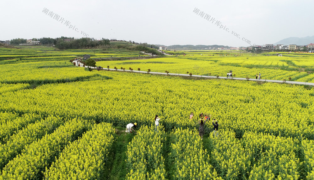 湖南双峰   油菜花  锁石   万亩油菜花基地  春天   乡村振兴  