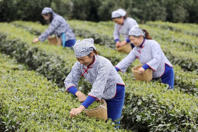 2022年春茶 新茶上市 明前茶 经济 乡村振兴 农村经济 茶农
