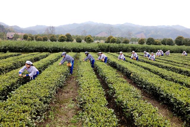 2022年春茶 新茶上市 明前茶 经济 乡村振兴 农村经济 茶农