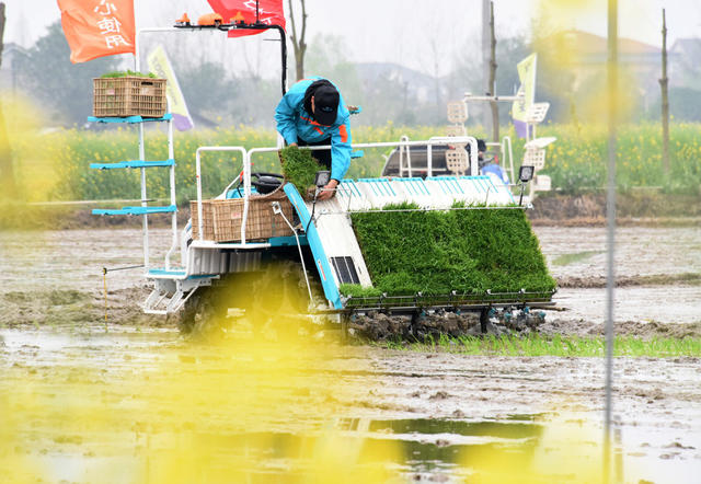 常德  农业  粮食生产  早稻  机插秧  机抛秧  