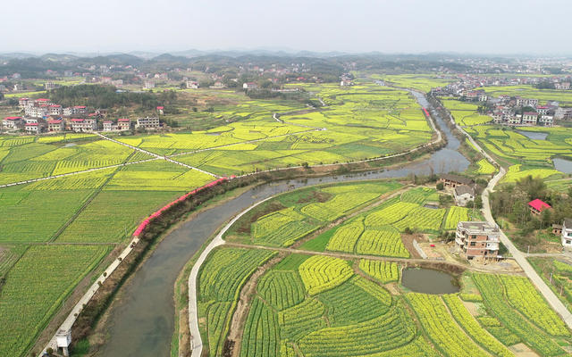 湖南双峰   油菜花  锁石   万亩油菜花基地  春天   乡村振兴  