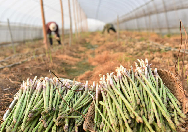 湖南双峰   芦笋   合作社   乡村振兴   产业发展   农民增收   大棚经济  