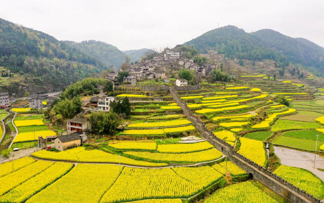 凤凰 拉毫古城堡 油菜花 旅游 