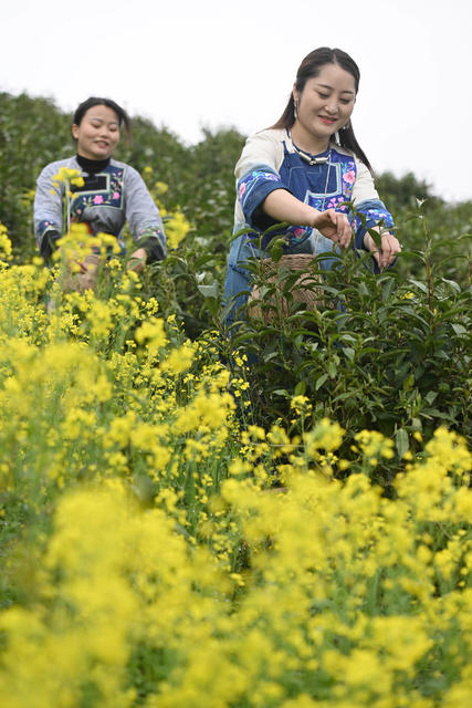 保靖 黄金茶 农业 乡村振兴