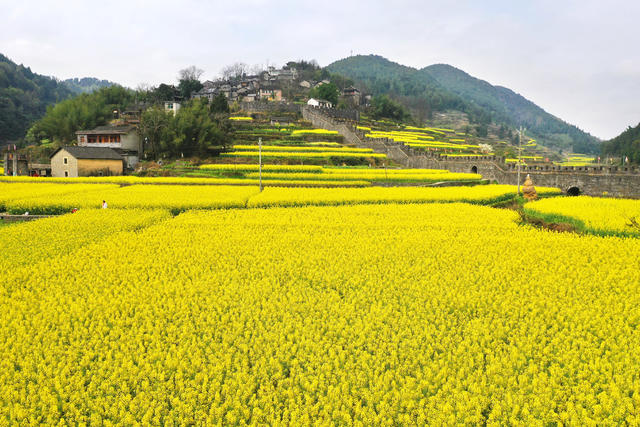 凤凰 拉毫古城堡 油菜花 旅游 