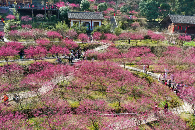 永顺 梅园 乡村旅游 生态
