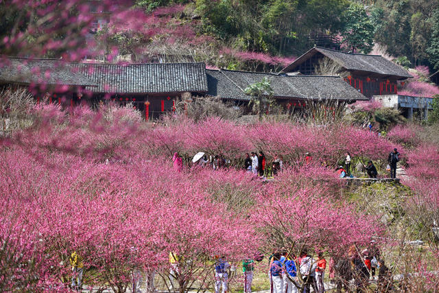 永顺 梅园 乡村旅游 生态